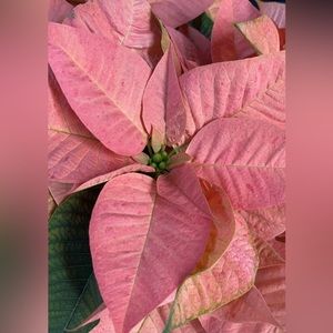 Meet your Posher, Carolyn